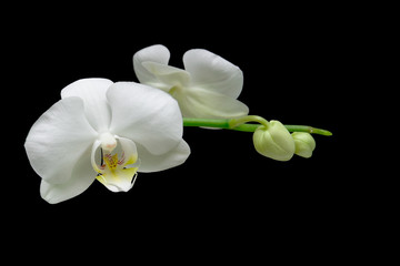 Fototapeta na wymiar flowers white orchid isolated on black background close up