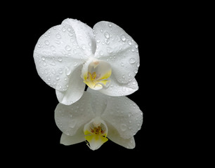 Fototapeta na wymiar flowers of white orchids in the dew drops close up on black back