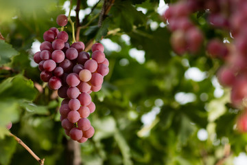 Red grape vineyard.