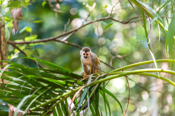 Squirrel Monkey on branch of tree - animals in wilderness
