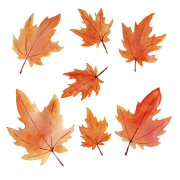 watercolor set of maple leaves sketch illustration