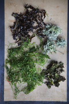 High angle view of seaweed