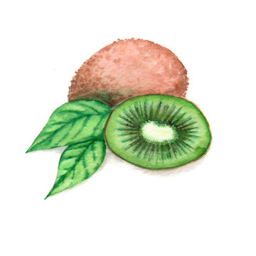 Hand drawn watercolor illustration of isolated kiwi fruit on the white background