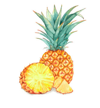 Hand drawn watercolor illustration of isolated pineapple on the white background