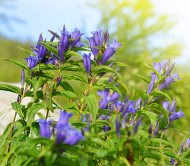 Mountain flowers of a willow gentian (Gentiana asclepiadea)