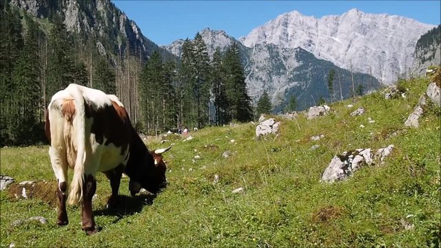 Milchkuh in den Alpen