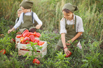 Children in garden.