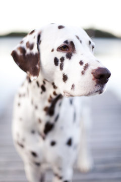 Dalmatian dog looking away