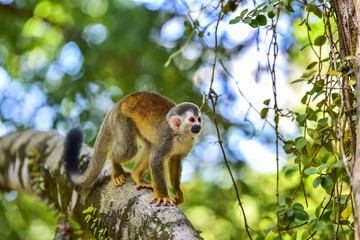 Squirrel Monkey on branch of tree - animals in wilderness