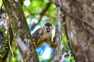 Squirrel Monkey on branch of tree - animals in wilderness