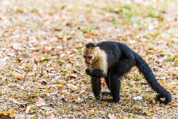 Capuchin Monkey on branch of tree - animals in wilderness