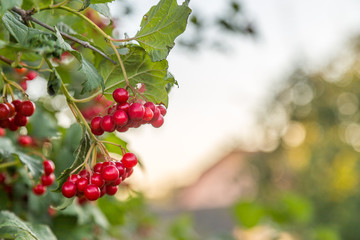 High cranberry (Arrowood) grows at the organic household. Authentic farm series.