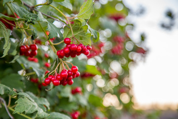 High cranberry (Arrowood) grows at the organic household. Authentic farm series.