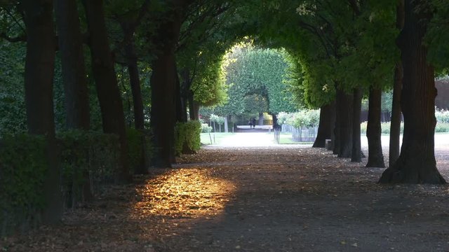 Arch of the of crones of trees