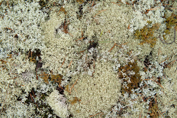 White reindeer moss