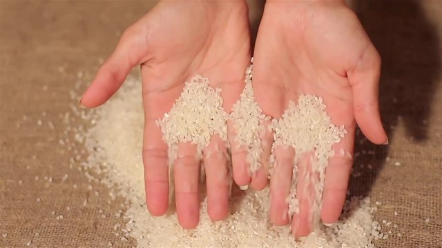 Rice spilling on burlap. harvesting. spilling hands