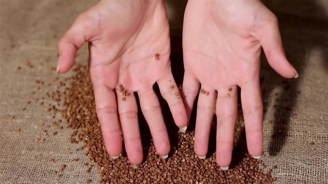 Buckwheat spilling on burlap. harvesting. spilling hands