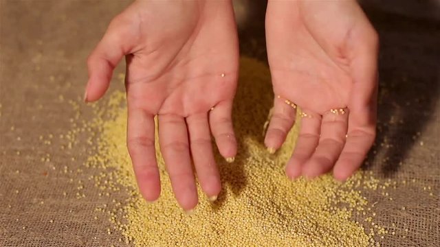 wheat spilling on burlap. harvesting. spilling hands
