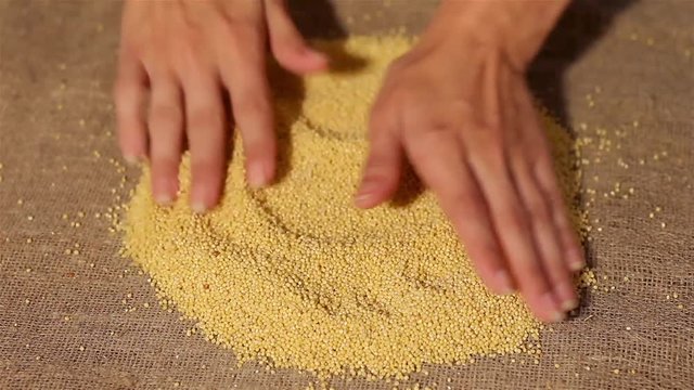 wheat smooth out on burlap. harvesting. smooth out hands