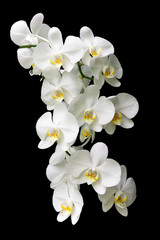 Naklejka na ściany i meble large white orchid branch isolated on black background