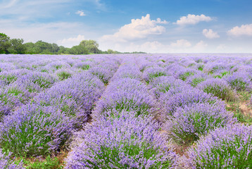 Picturesque lavender field with ripe flowers