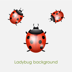 ladybug background vector
