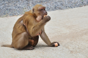 monkey eats sweets and monkey infant