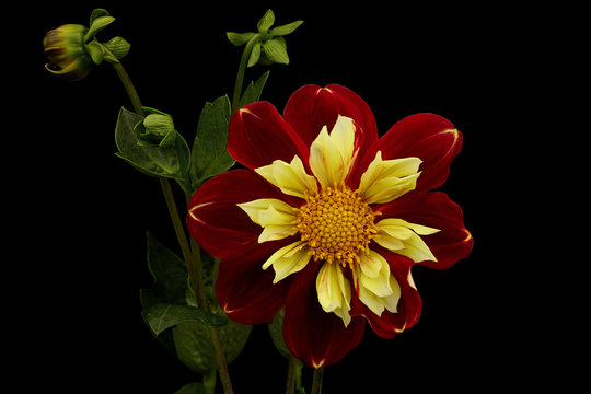 Dahlia in red and yellow colors on a black background