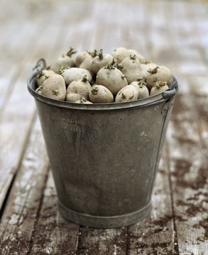 Large group of raw potato in bucket