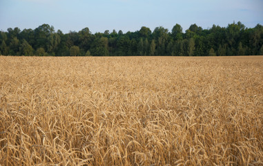 agriculture, farming, cereal, field of ripening wheat ears or ry