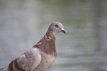 dove