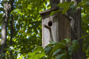 Nesting box or birfhouse on the tree in the park