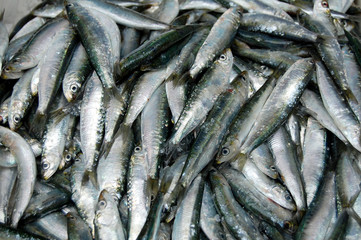 Sardinas en la pescadería 