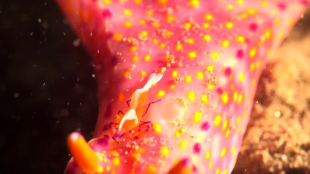 King Shrimp on the pink nudibranch