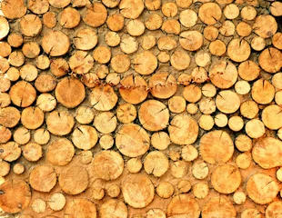 Möbelaufkleber Wood texture background have many logs that cut from big trees and small © alexandrafenec