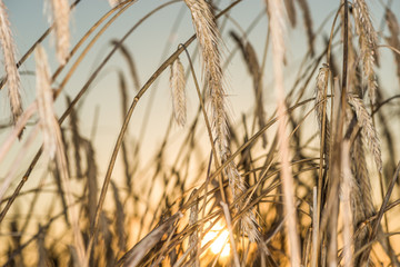 Колоски пшеницы