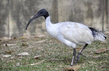 Australian White Ibis at the Royal Botanical Gardens, Sydney NSW Australia 