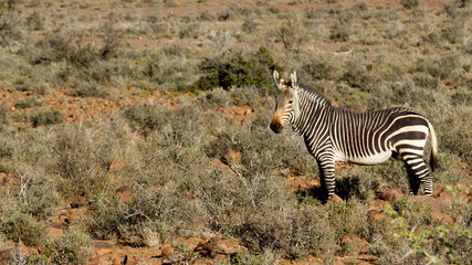 Zebra In The Field - Beaufort West