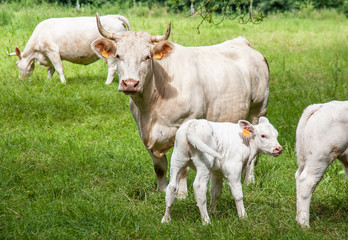 Vache charolaise et veaux en pature