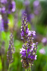 lavender flower in the field