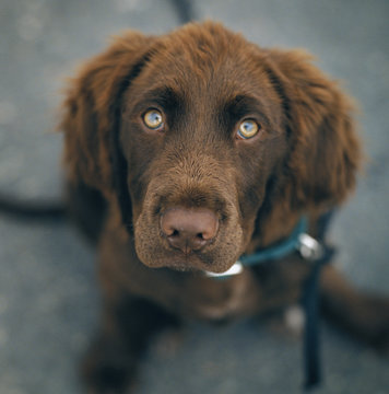 A brown dog.