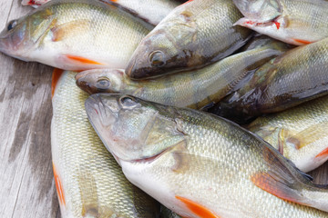 Closeup of european bass fish laying on a bridge