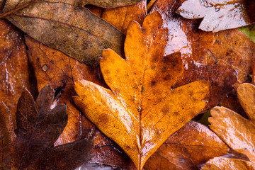 Autumn composition, wet brown leaves. Studio shot.