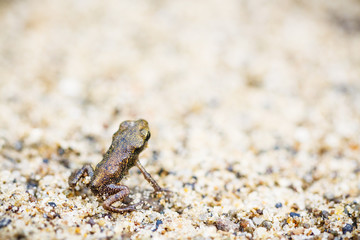 Tiny frog on sand