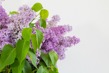 Lilac flowers over white background