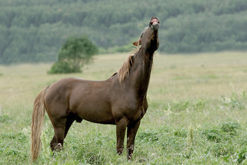 the big stallion laughs on a green meadow