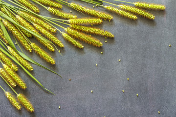 Field spikelets and grass