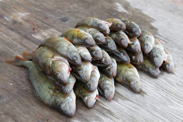 Large group of european bass fish laying on a bridge