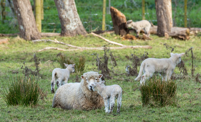 Mother And Her Lambs