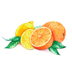Hand drawn watercolor illustration of lemon and orange - citrus fruits isolated on the white background